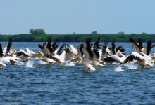 Rezervatia naturala Iezer Calarasi poza